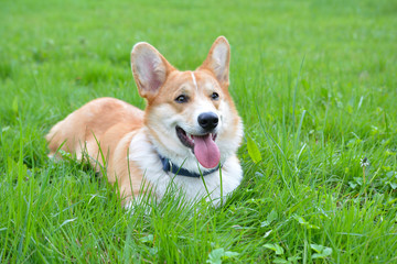 Corgi puppy © Zuz