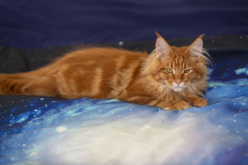 Fototapeta premium Red tabby Maine Coon cat lying on a blue background
