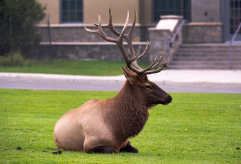 Bull Elk Rut