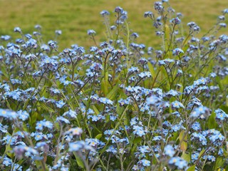 Obraz premium 春の野原に咲く勿忘草