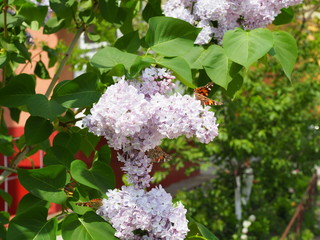 Butterfly Vanessa cardui on lilac flowers. Pollination blooming lilacs. Vanessa cardui