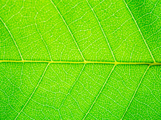 Green Leaves background