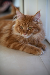 Cute red fluffy mainecoon kitten lying on the floor