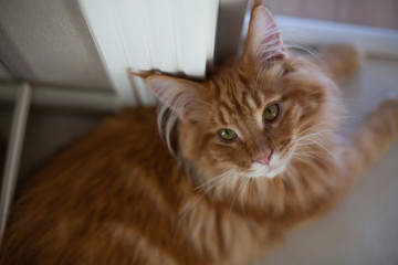 Red tabby fluffy mainecoon kitten sitting on the floor