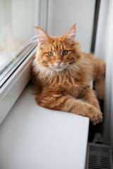 Adorable red tabby maine coon cat sitting on a window sill