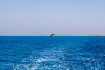 Obraz premium A bird in the sky