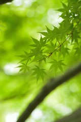 Fototapeta na wymiar Macro texture of fresh green Japanese Maple leaves with blurred background