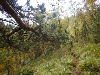Fototapeta premium trees in forest
