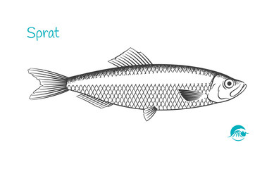 Sprat fish hand-drawn illustration
