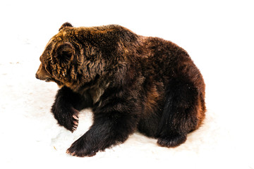 Brown Bear standing in the snow