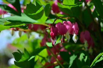Fototapeta premium branch with beautiful pink flowers Dicentra spectabilis