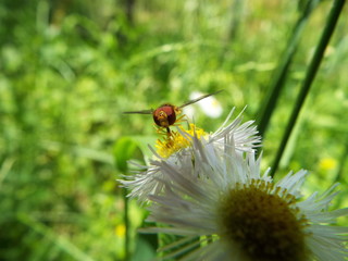 ヒラタアブ horse fly