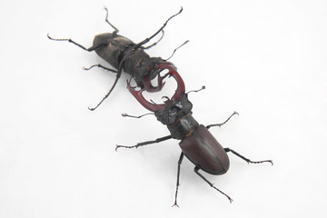 battle of the two male insects beetles stag on white background