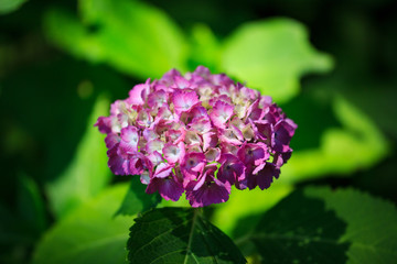 紫陽花