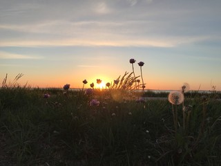 Fototapeta na wymiar sunset in the field - coastline of the island rügen
