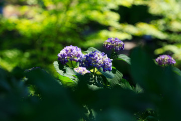 紫陽花