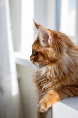 Lovely red Mainecoon kitten sitting on a window sill