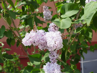 Butterfly Vanessa cardui on lilac flowers. Pollination blooming lilacs. Vanessa cardui