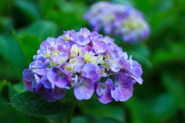 Obraz premium 紫陽花