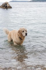 A wet golden retriever portrait.