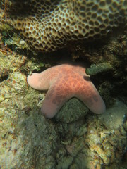 Estrella de mar rosa