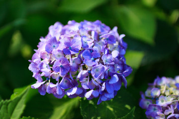 紫陽花