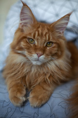 Beautiful red tabby mainecoon kitten sitting on the bed