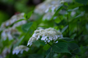紫陽花