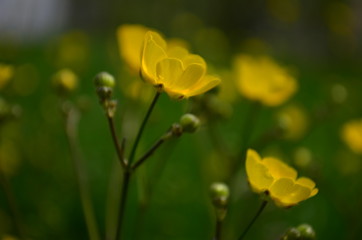 Obraz premium beautiful bright yellow flowers buttercups in a field