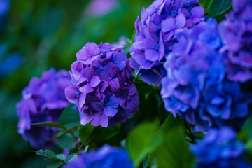紫陽花