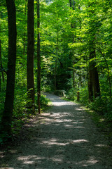 Forest Path