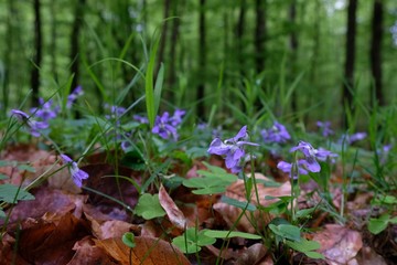 Fiołek wonny Viola odorata - fioletowy leśny kwiatek - obrazy, fototapety, plakaty