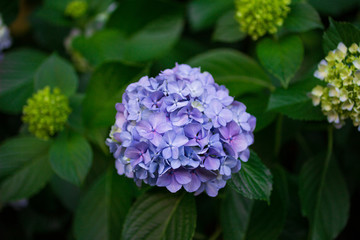 紫陽花