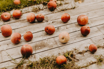 Red fallen apples on the wood ground in autumn garden. Concept of gardening, countryside, health eating and harvest.