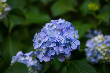 紫陽花