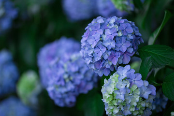 紫陽花