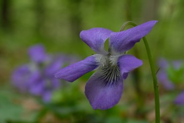 Fiołek wonny Viola odorata - fioletowy leśny kwiatek - obrazy, fototapety, plakaty