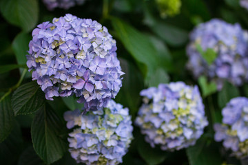 紫陽花