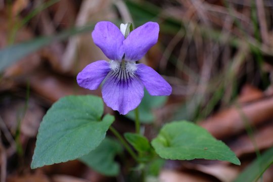 Fiołek wonny Viola odorata - fioletowy leśny kwiatek