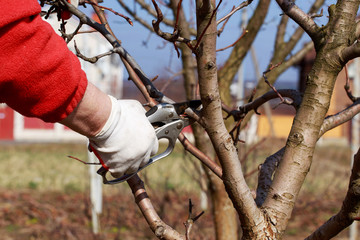 pruning fruit tree