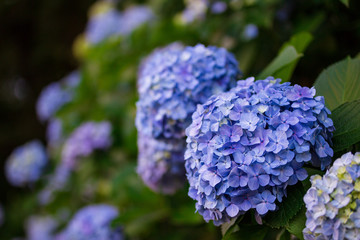 紫陽花
