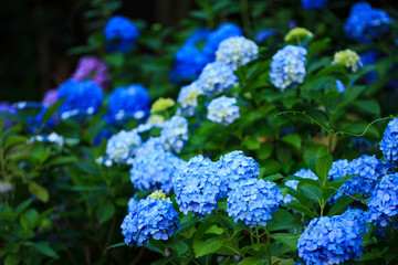 紫陽花