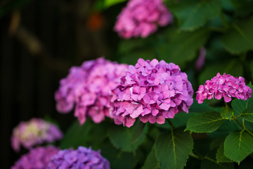 Obraz premium 紫陽花
