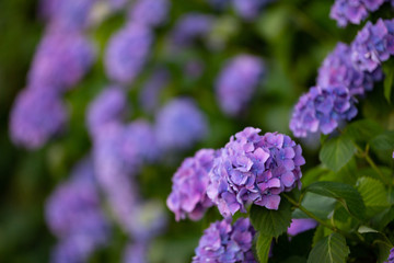紫陽花