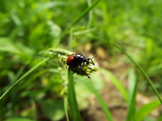 アシナガオトシブミ leaf-cut weevil