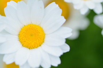 Fototapeta premium Macro texture of white Daisy flower in spring garden