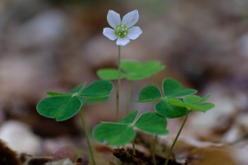 Szczawik zajęczy Oxalis acetosella - biały leśny kwatek