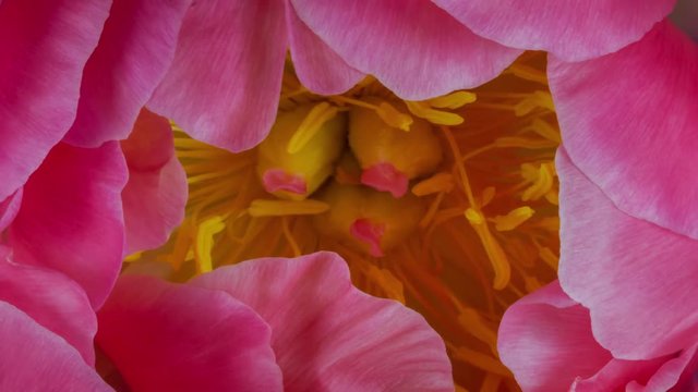 Pink Peony Flower Blooming Closeup