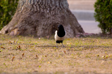 Animal white crow
