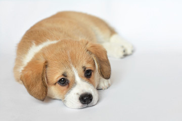 corgi szczeniaczek © Zuz